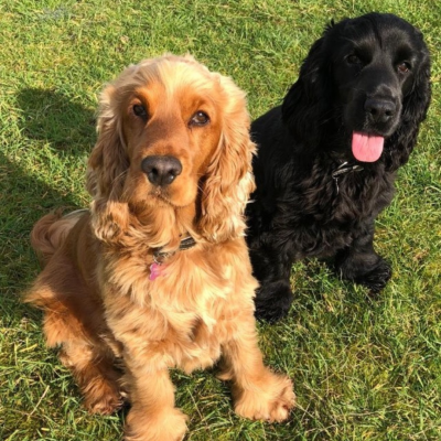 Two spaniels one blonde one black