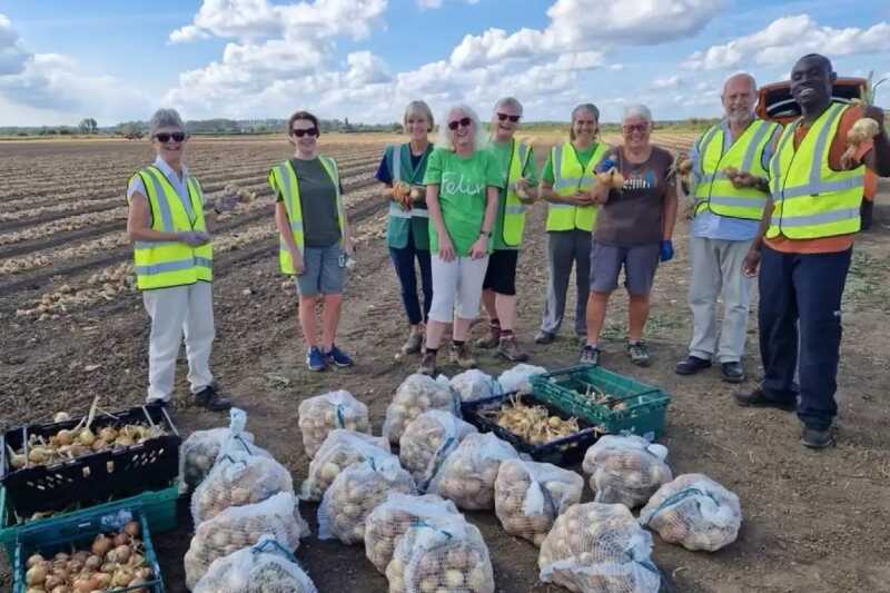 Gleaning volunteers